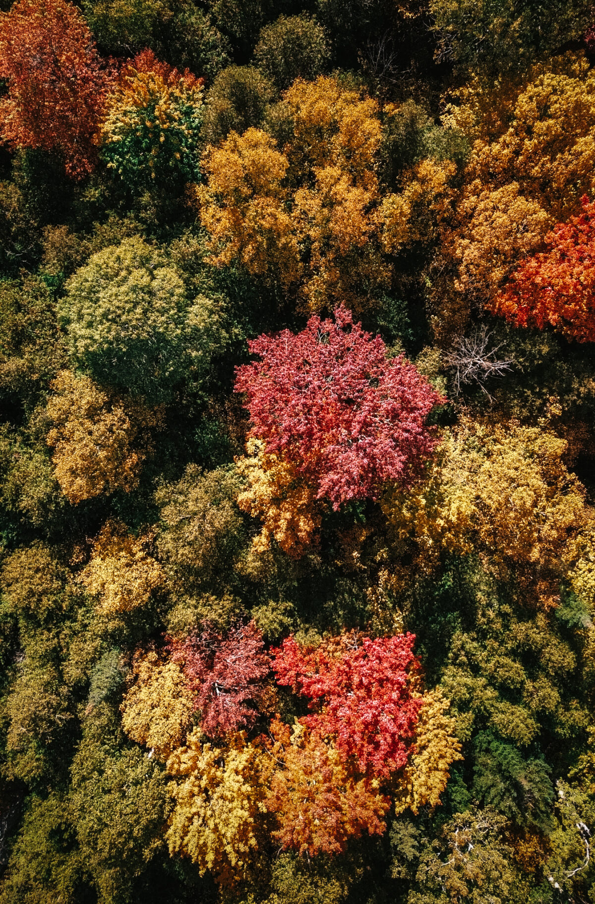 Fall in Calabogie: Top Activities to Experience This Autumn