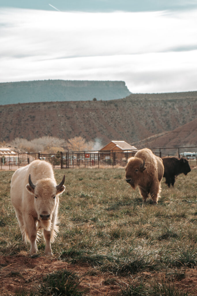 White Bisons at Zion White Bison Resort 